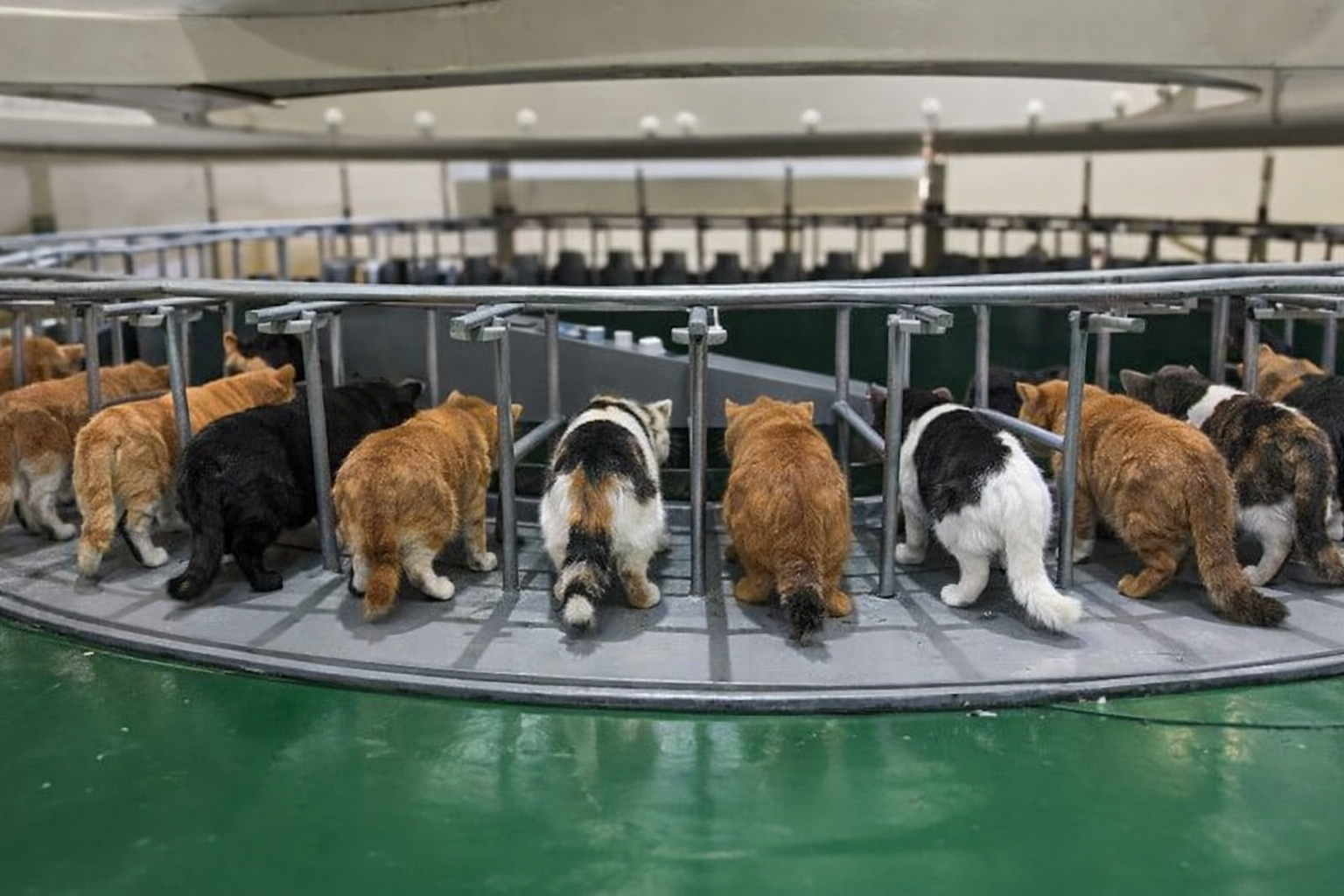 Replace cows with photorealistic cats matching each cow's pose and colouring, preserve lighting, shadows, background, seamless photorealistic edit